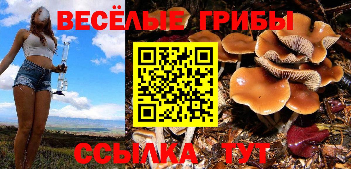 Псилоцибиновые грибы мицелий Урюпинск